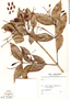 Myrcia coumete (Aubl.) DC., Suriname, J. G. Wessels Boer 1265, F