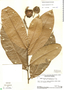 Duguetia megalophylla R. E. Fr., Venezuela, B. Maguire 53511, F