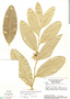 Duguetia furfuracea (A. St.-Hil.) Benth. & Hook. f., Brazil, H. S. Irwin 16206, F
