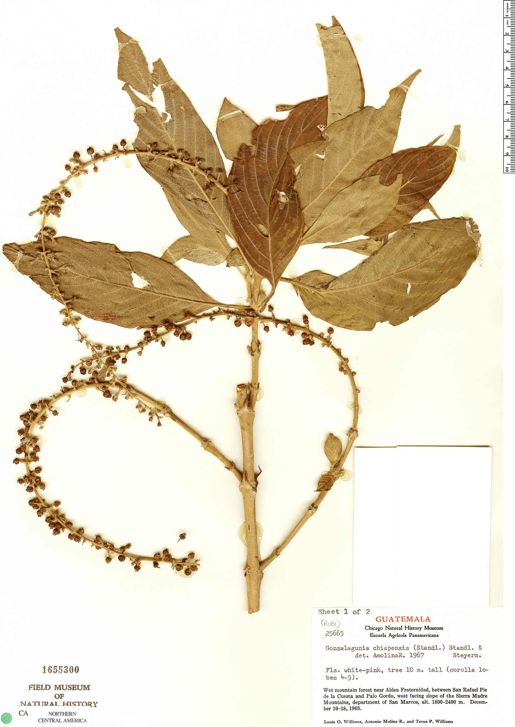 Gonzalagunia tacanensis image