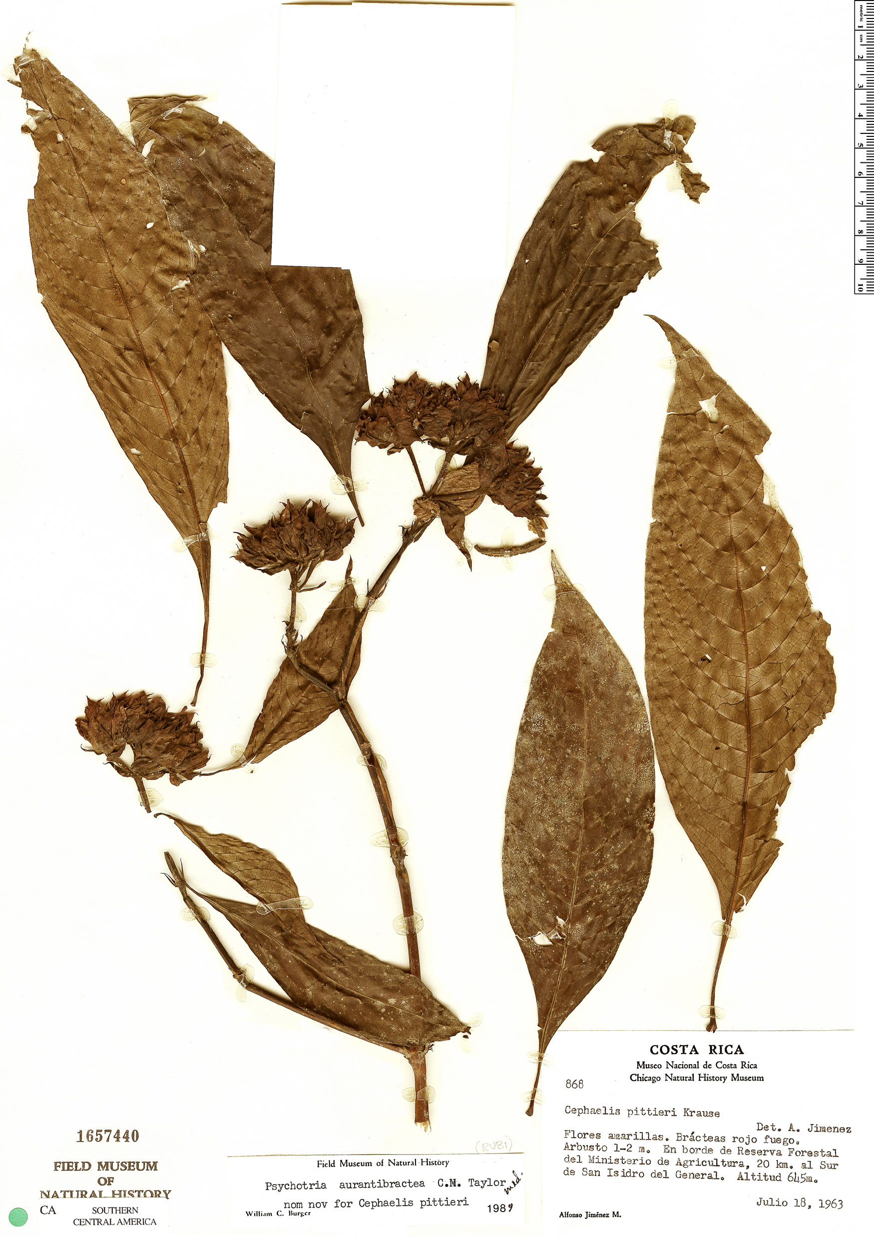 Psychotria aurantiibractea image