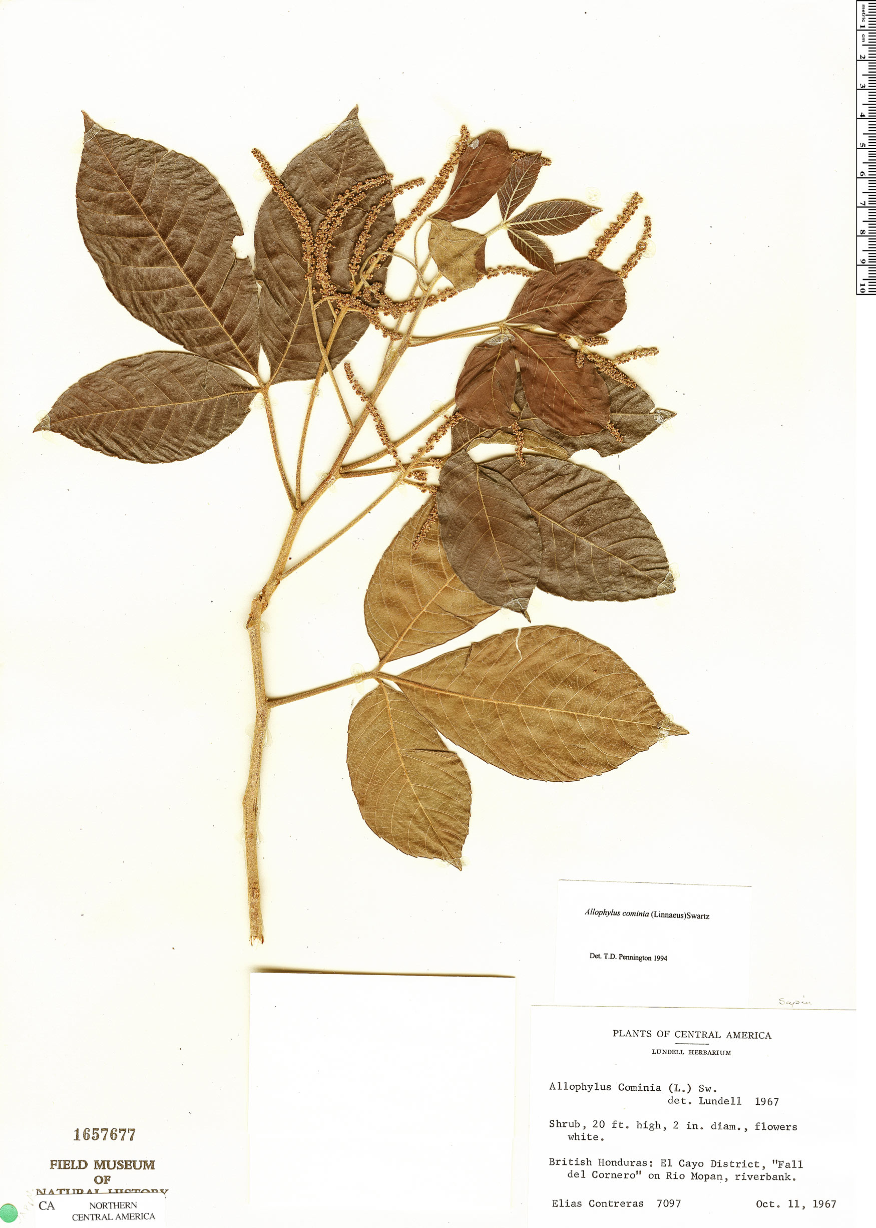 Allophylus cominia image