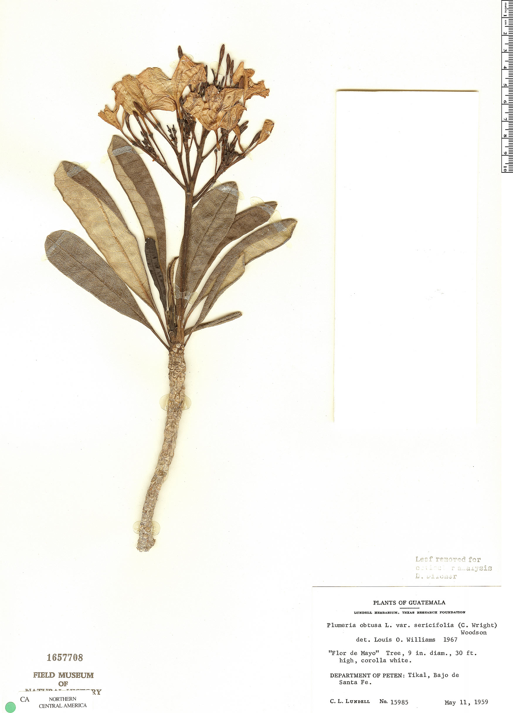 Plumeria obtusa var. sericifolia image