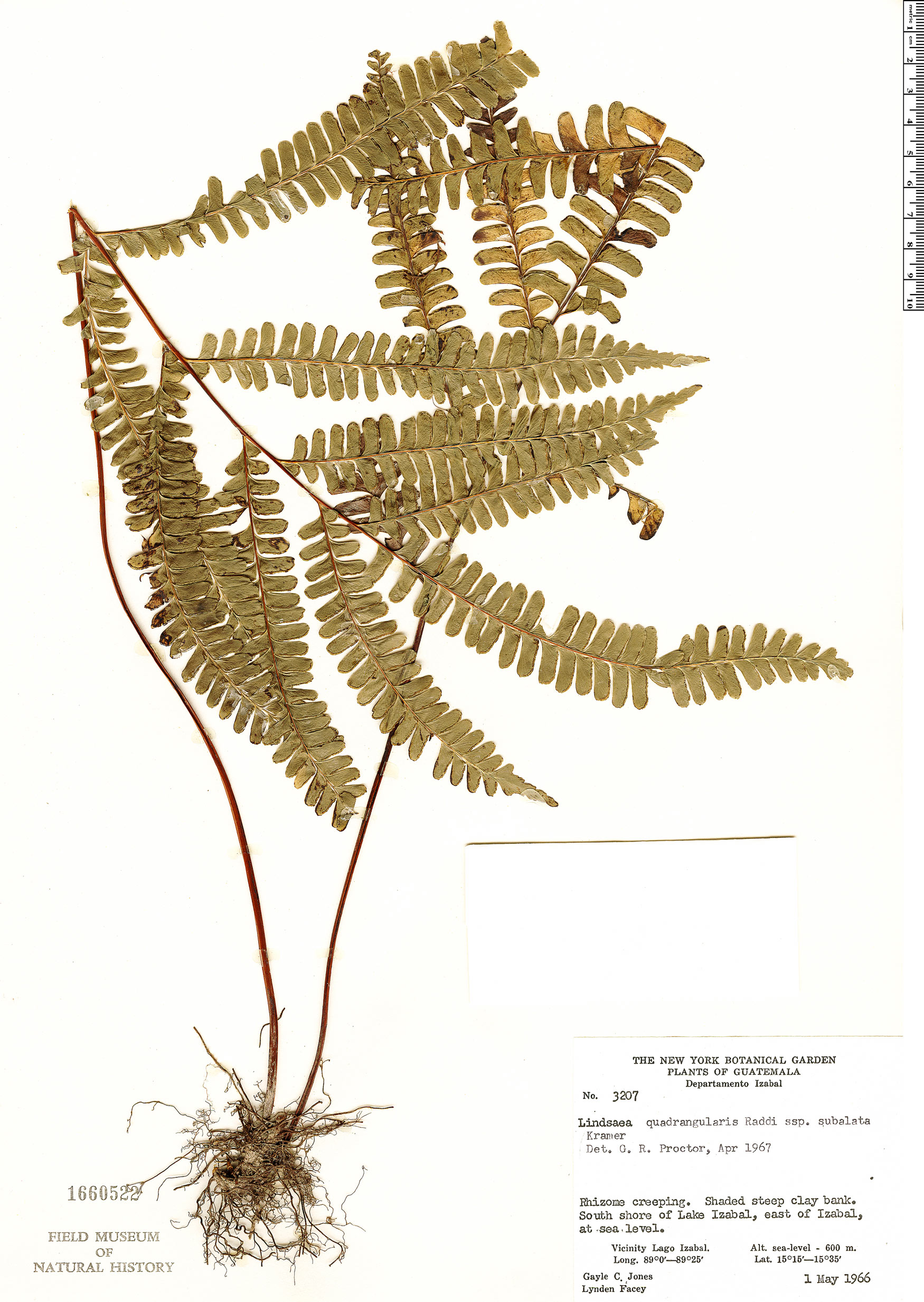 Lindsaea image
