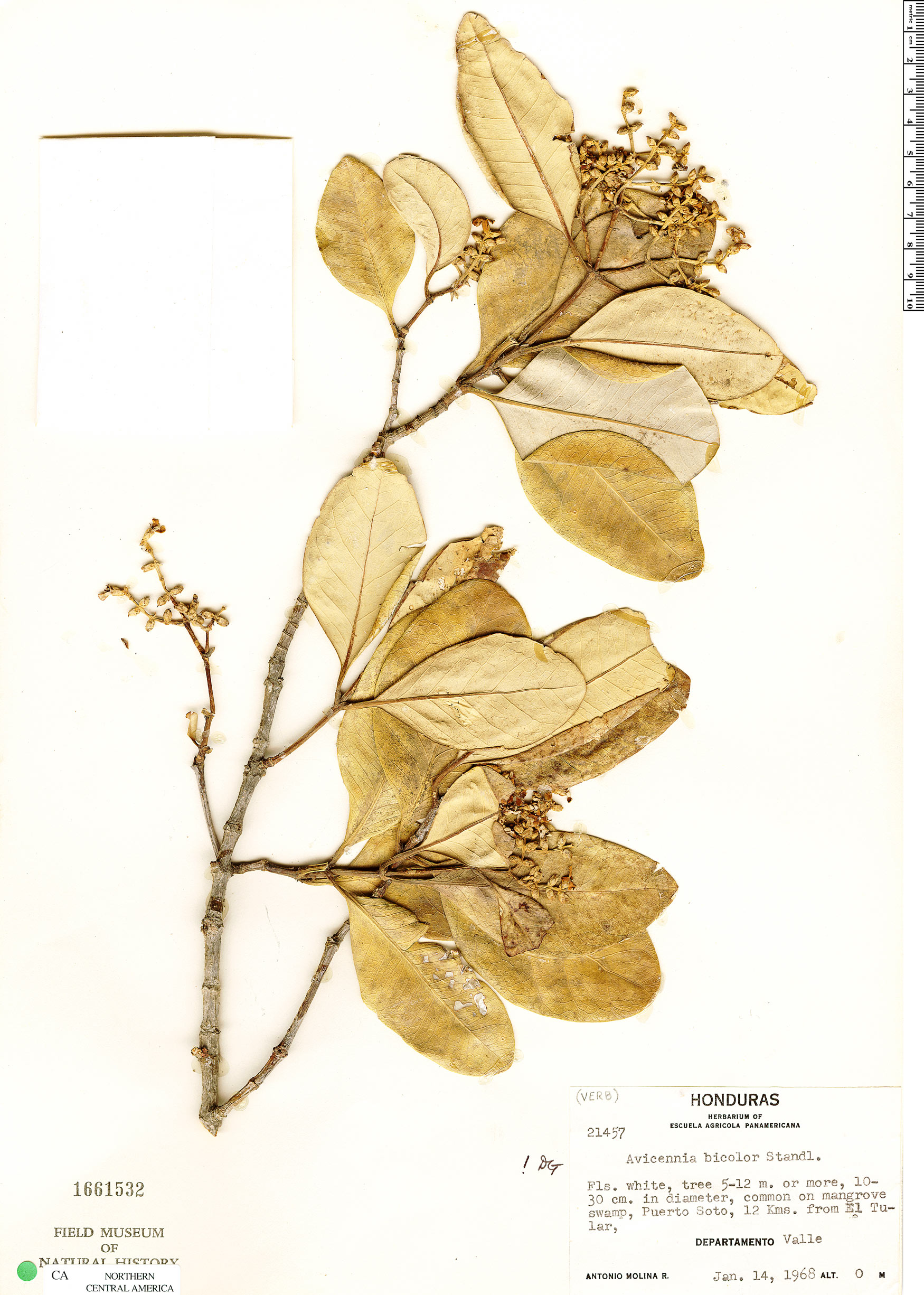Avicennia bicolor image