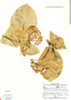 Calotropis procera (Aiton) W. T. Aiton, Panama, W. H. Lewis 1683, F