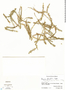 Mayaca fluviatilis Aubl., Mexico, D. E. Breedlove 15167, F