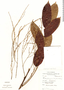 Loxopterygium sagotii Hook. f., SURINAME, J. Lanjouw 1295, F