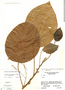 Hieronyma alchorneoides var. alchorneoides image
