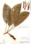 Philodendron alliodorum image
