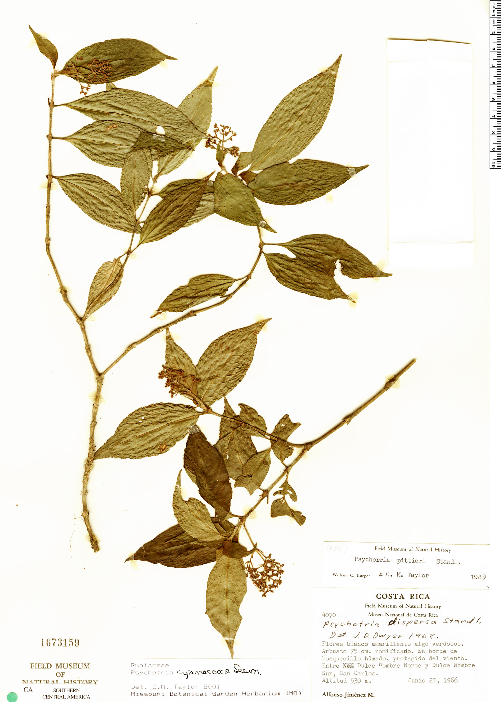 Psychotria cyanococca image