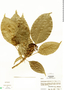 Dendropanax arboreus (L.) Decne. & Planch., Honduras, A. Molina R. 21972, F