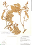Rourea induta var. reticulata (Planch.) G. Schellenb., Brazil, H. S. Irwin 6310, F