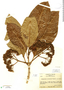 Chimarrhis latifolia image