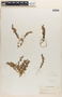 Chenopodium L., U.S.A., E. Hall, F