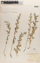 Chenopodium L., U.S.A., Fr. G. Arsène 18504, F