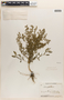 Chenopodium L., U.S.A., J. A. Steyermark, F
