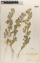 Chenopodium L., U.S.A., Fr. G. Arsène 18638, F