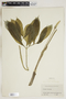 Arisaema dracontium (L.) Schott, U.S.A., E. Sella, F
