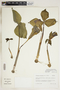 Arisaema triphyllum Schott, U.S.A., T. M. Antonio 6368, F