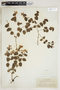 Apocynum androsaemifolium L., U.S.A., A. A. Heller 12755, F