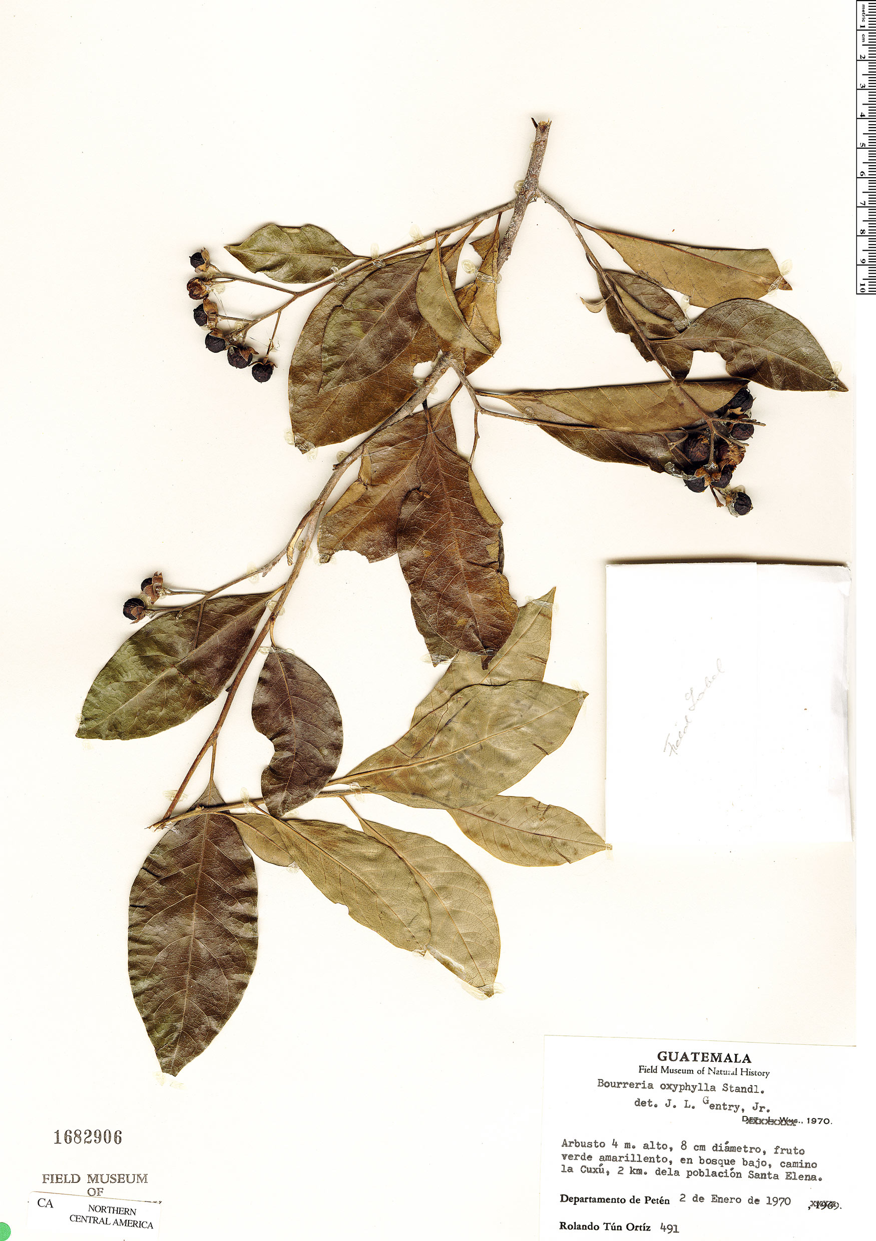 Bourreria oxyphylla image