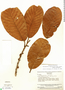 Chrysophyllum sanguinolentum subsp. balata, Venezuela, J. A. Steyermark 75068, F