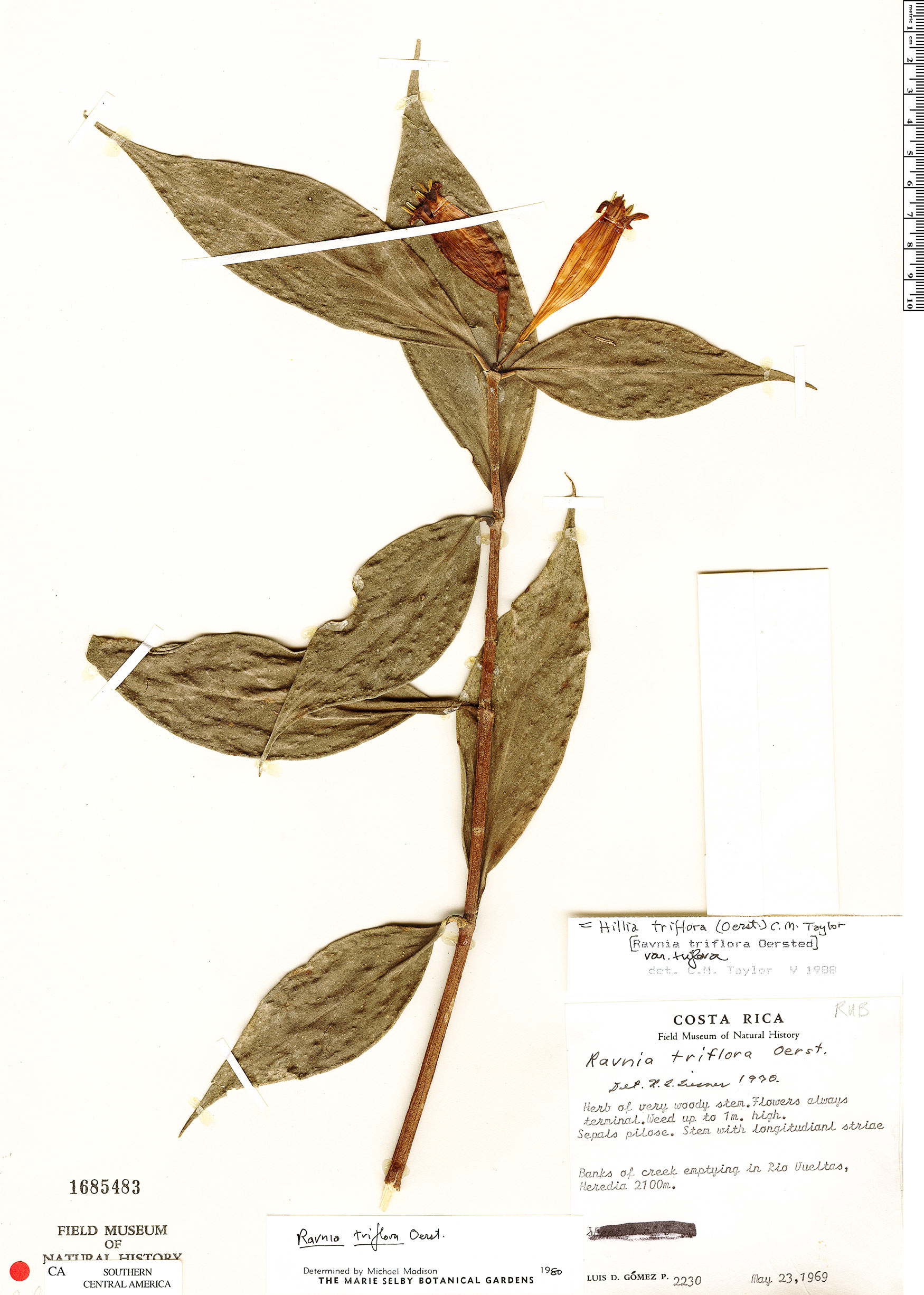 Hillia triflora var. triflora image