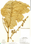 Guarea grandifolia image