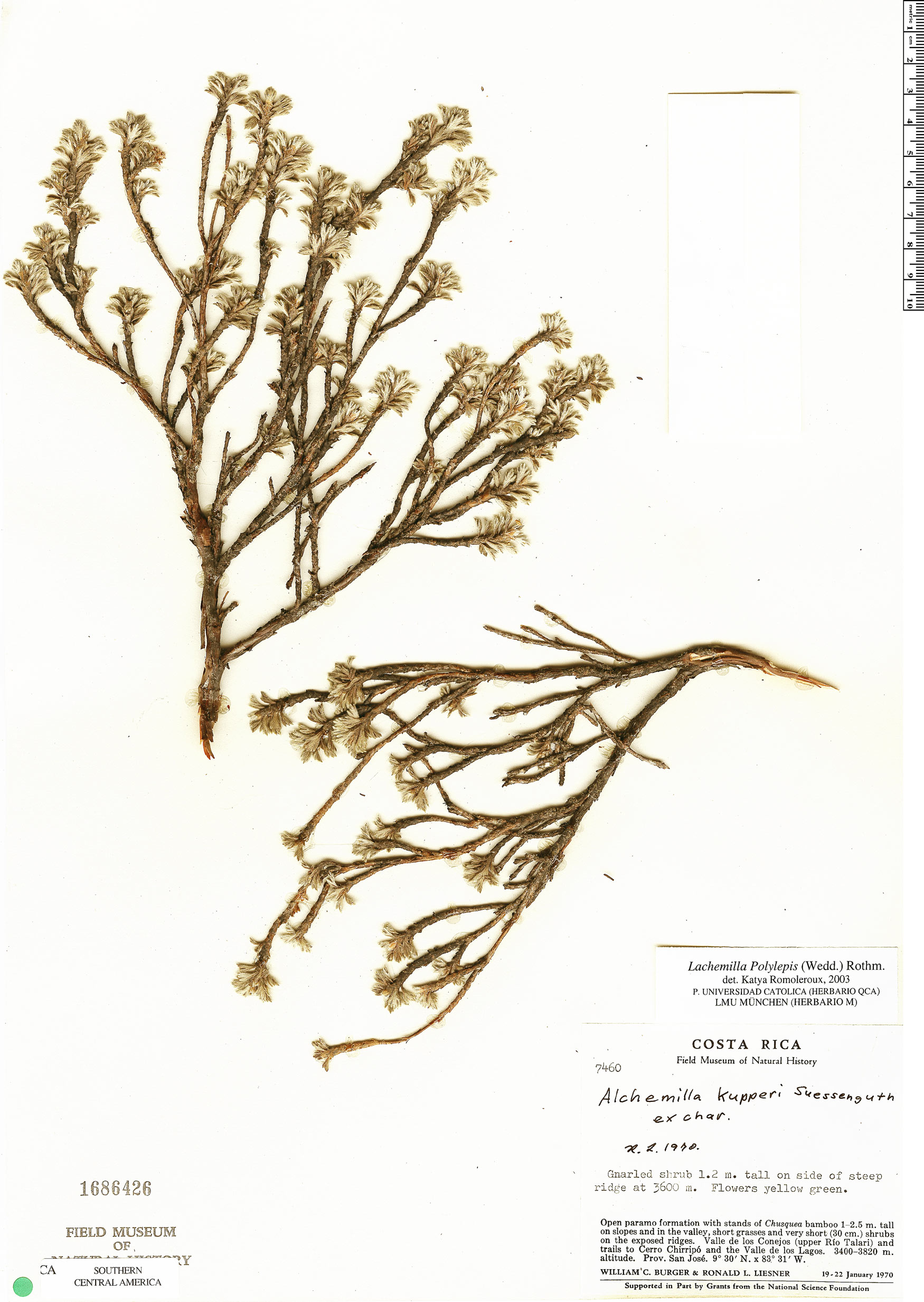 Lachemilla polylepis image
