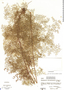 Odontosoria schlechtendalii C. Chr., A. Molina R. 25497, F
