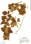 Chomelia spinosa image