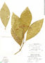 Psychotria calidicola C. M. Taylor, Costa Rica, R. W. Lent 321, F