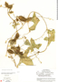 Echinopepon racemosus image