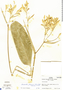 Stromanthe jacquinii image
