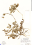 Nelsonia canescens (Lam.) Spreng., Nicaragua, A. Molina R. 20476, F