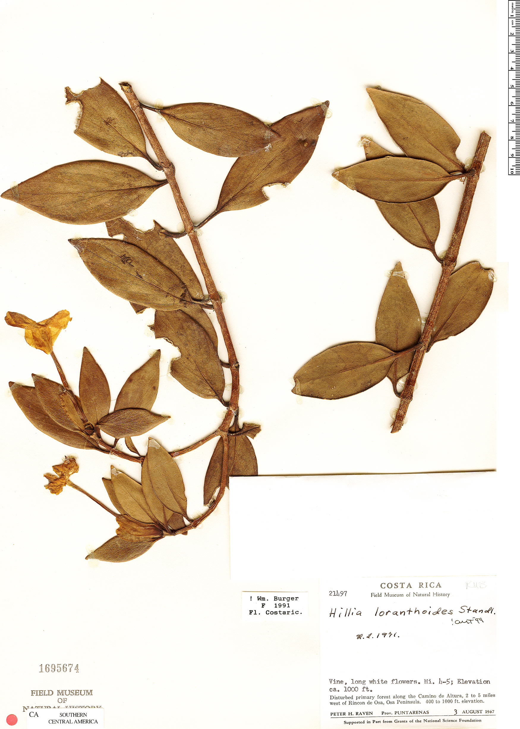 Hillia loranthoides image