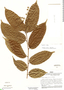 Banara nitida Spruce ex Benth., Peru, J. Schunke Vigo 3632, F