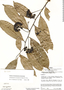 Cremastosperma monospermum (Rusby) R. E. Fr., Peru, J. Schunke Vigo 2554, F