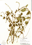 Salvia occidentalis Sw., Panama, T. B. Croat 13306, F
