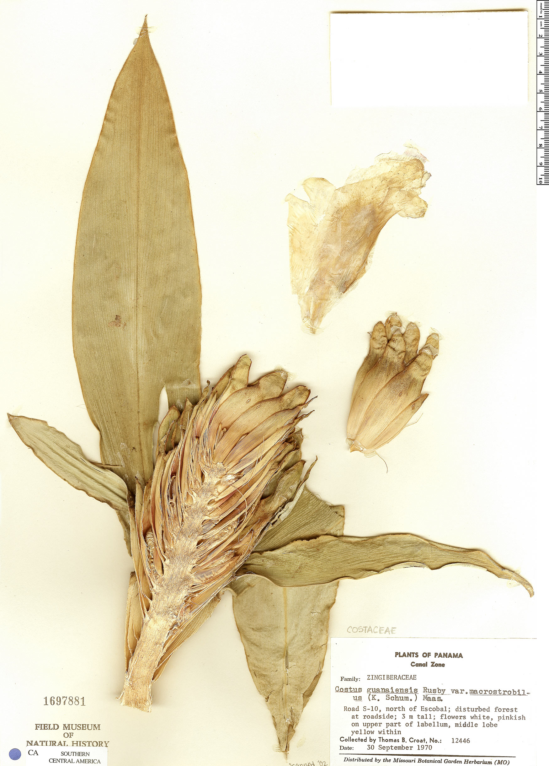 Costus guanaiensis var. macrostrobilus image