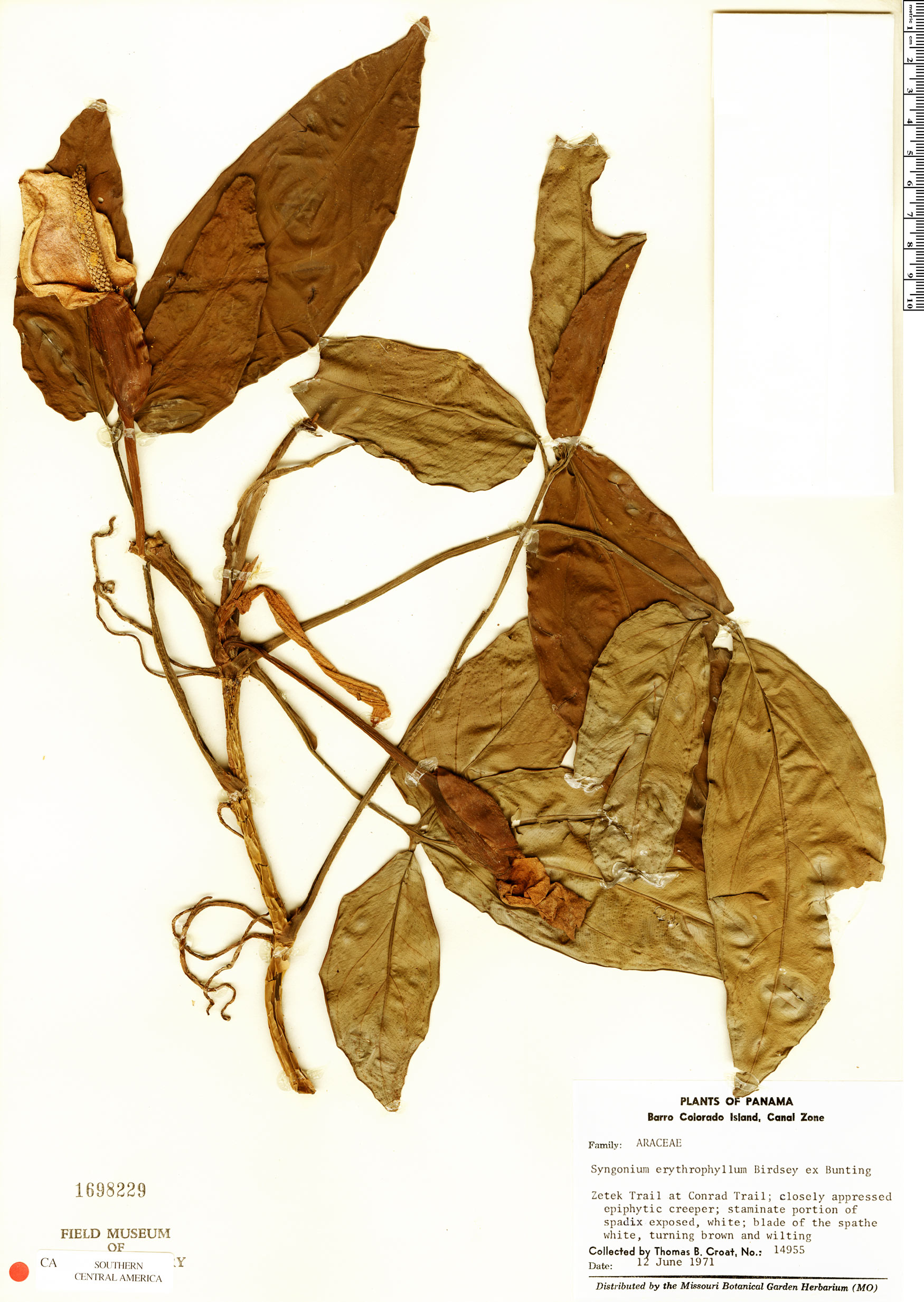 Syngonium erythrophyllum image