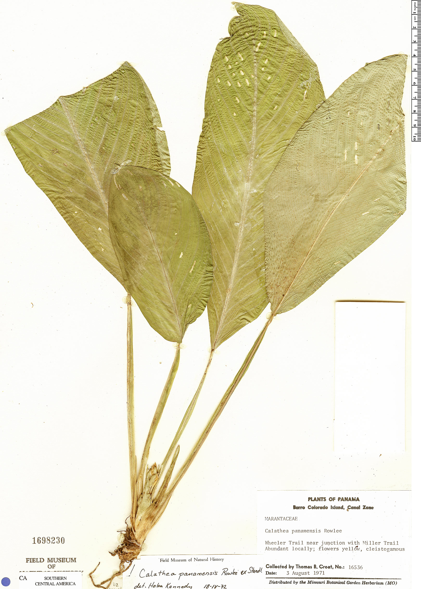 Calathea panamensis image