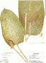 Calathea marantifolia image