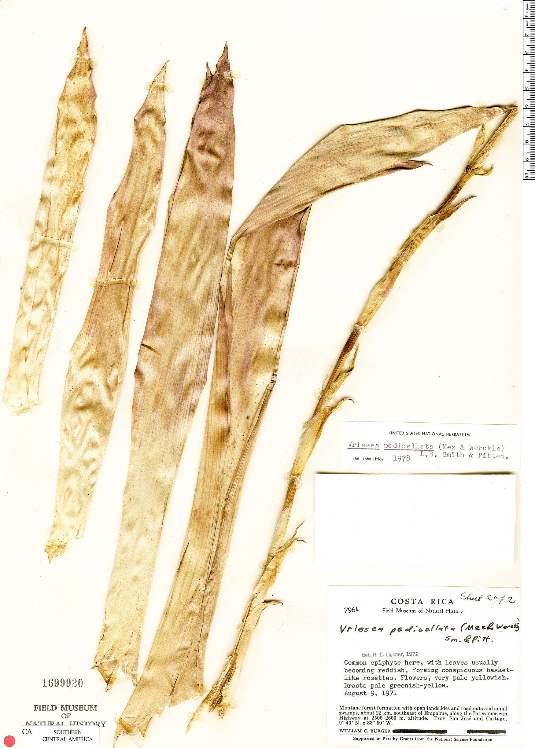 Werauhia pedicellata image