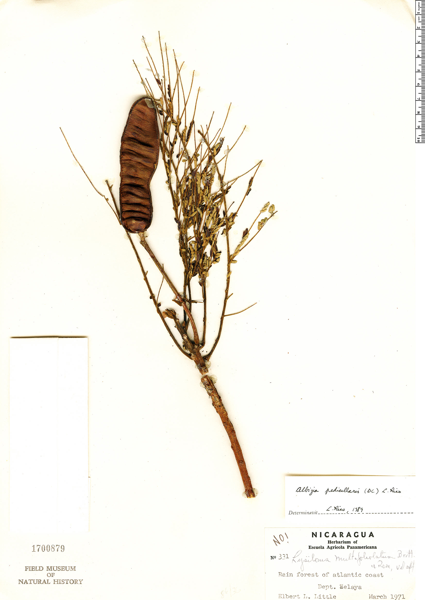 Albizia pedicellaris image