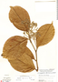 Dichapetalum spruceanum Baill., Peru, M. E. Mathias 5598, F