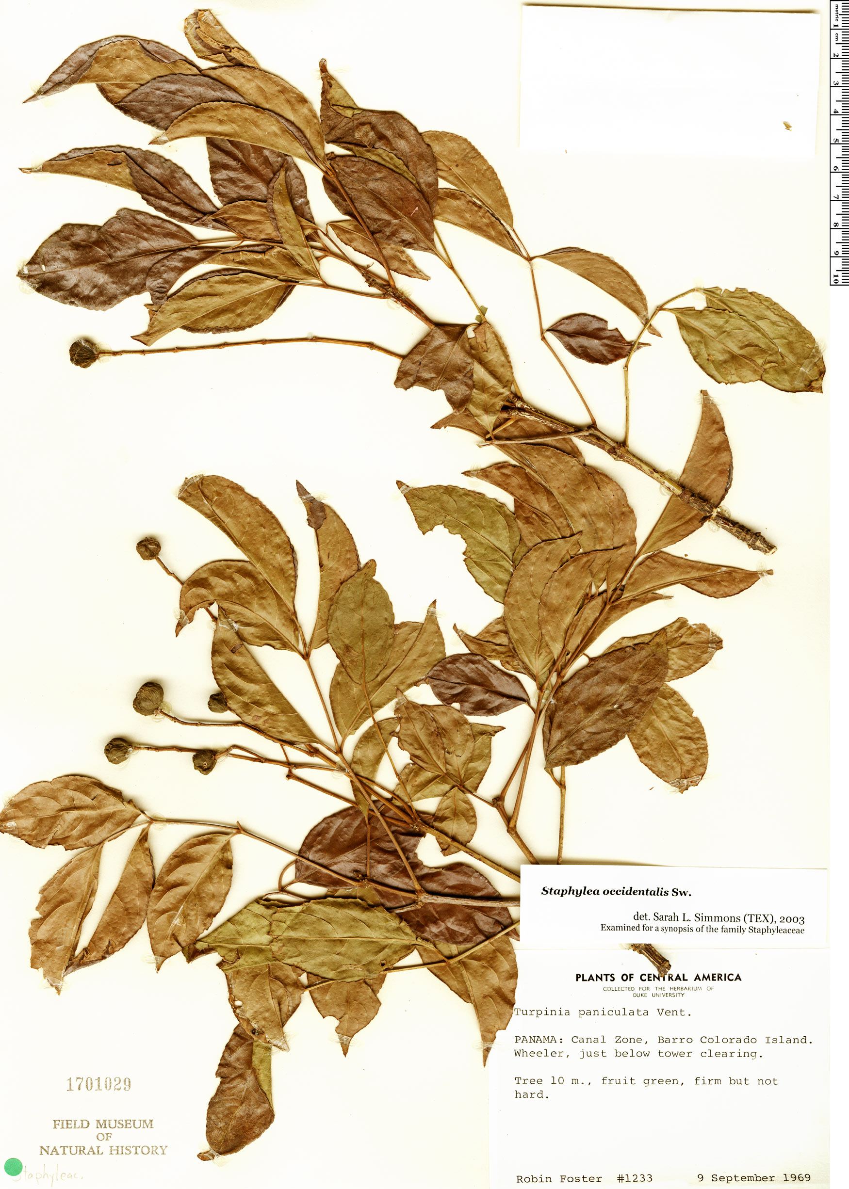 Turpinia occidentalis image