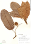Sloanea zuliaensis image