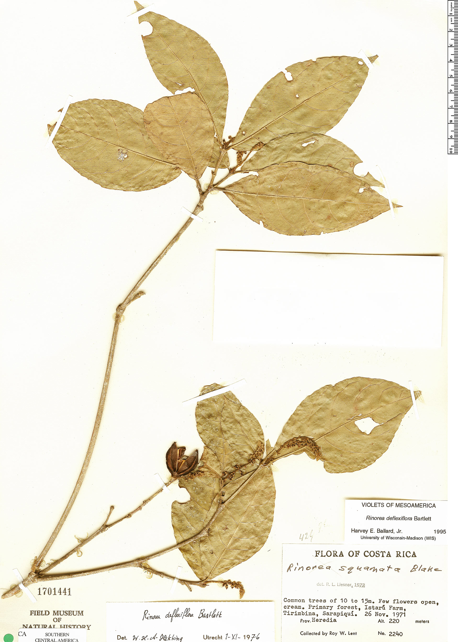 Rinorea deflexiflora image